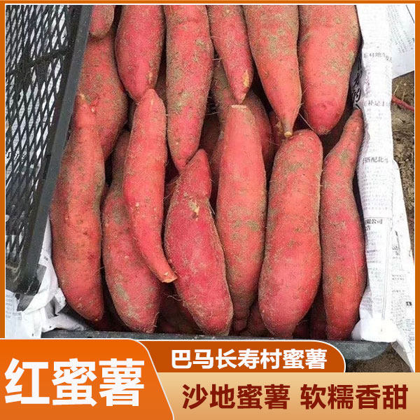 广西沙地蜜薯新鲜现挖红薯黄心板番薯