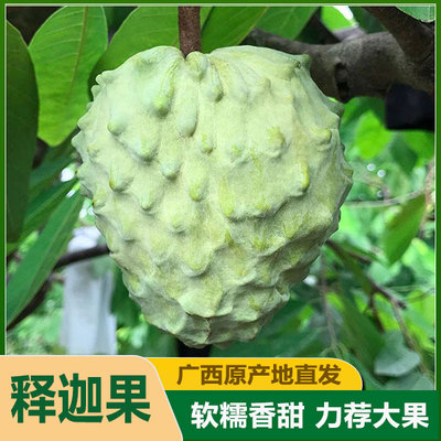 广西南宁林檎释迦果番荔枝甜糯新鲜当季热带水果现摘包邮大果