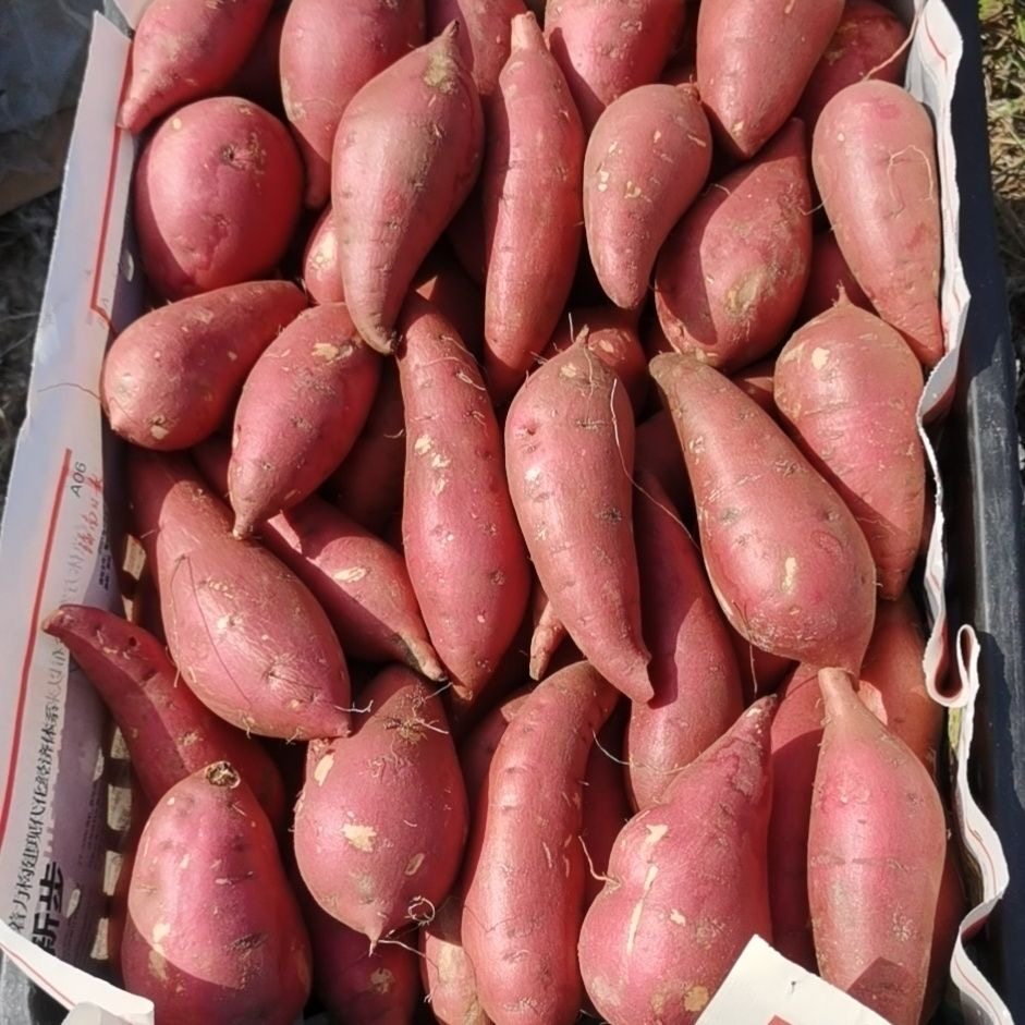 新鲜板栗红薯蛋蛋果广西巴马小香薯鸡蛋圆番薯农家自种地瓜,水产肉类/新鲜蔬果/熟食,番薯,淘宝优惠券,粉丝福利购,淘宝优惠卷