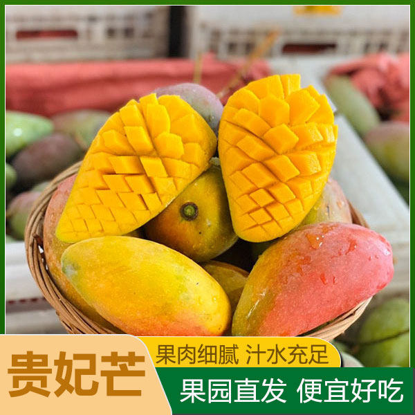 树上熟非辣椒芒广西特产新鲜水果南宁贵妃芒当季现摘孕妇芒果香甜