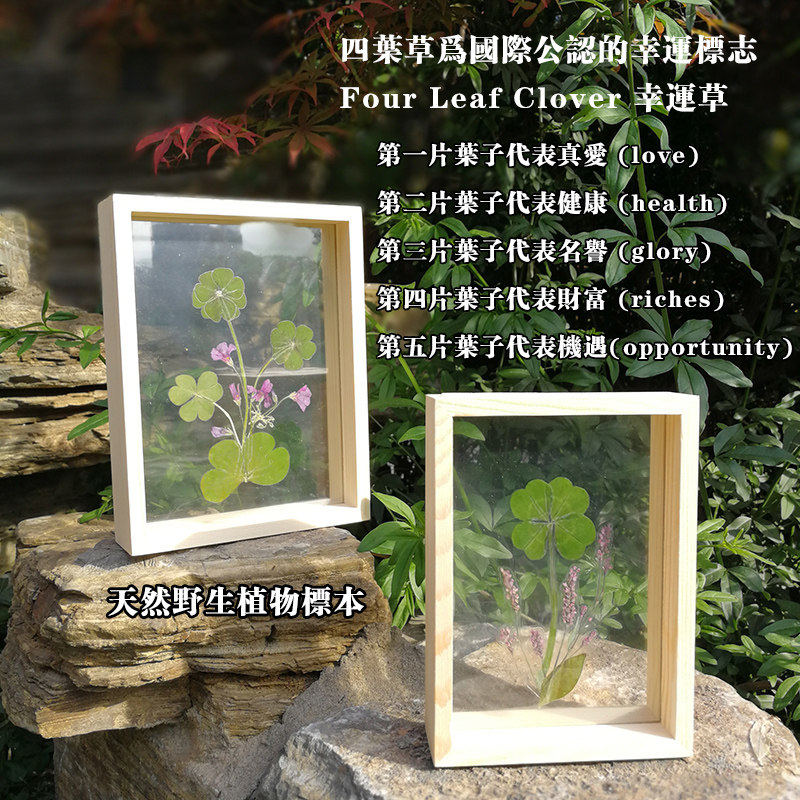 四叶五叶六叶草幸运草标本摆件书签送男女友学生毕业父亲节礼物