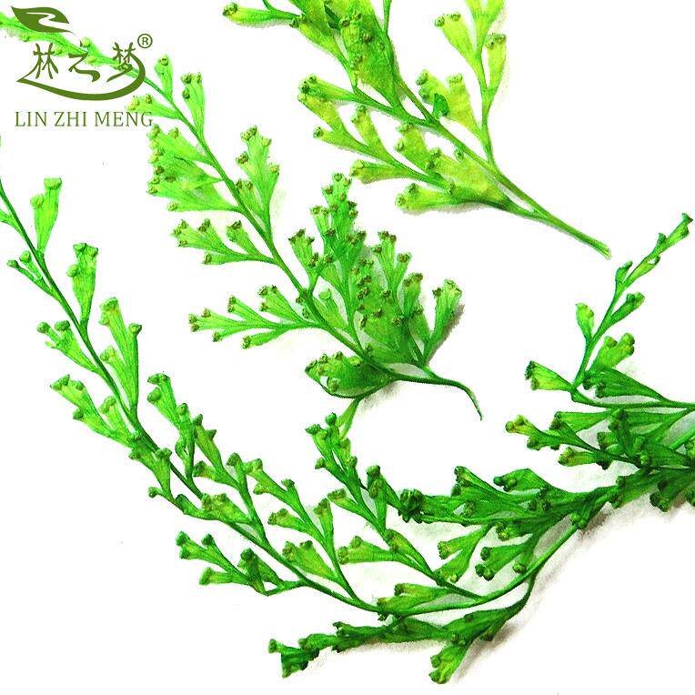 染色乌蕨岩蕨树叶押花干花DIY手机壳滴胶饰品植物标本手工材料