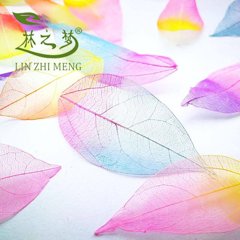 金刚叶脉干花永生花滴胶手机壳真树叶摄影道具幼儿园手工材料装饰