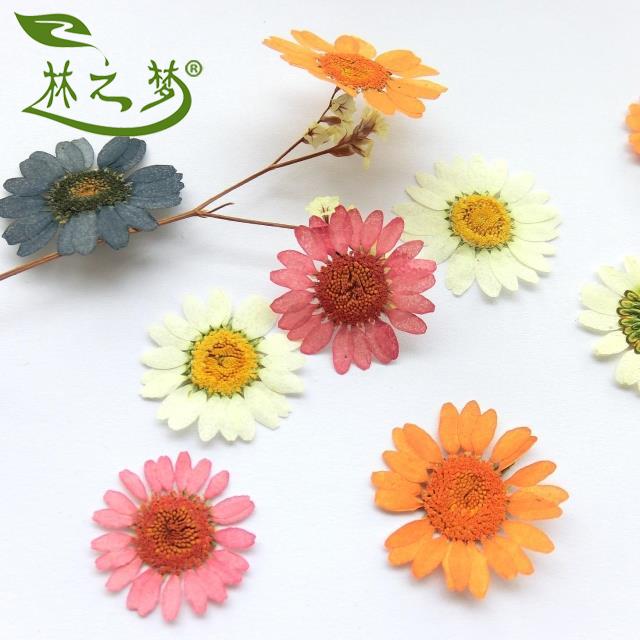 白晶菊黄水晶菊本色染色押花