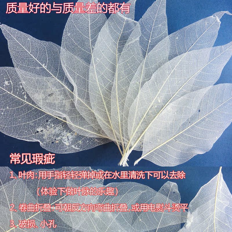 特价玉兰榕树叶脉艺术纸干花拼贴画隔断树叶装饰手工材料图片