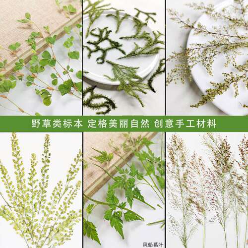 野草狐尾草带枝干花树叶花椒叶