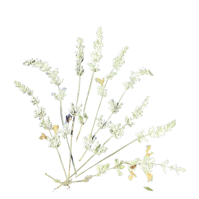 带枝花系列鼠尾草薰衣草草木犀