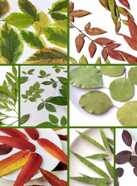菊叶玫瑰南天竹金边叶苹果桉火炬叶清香木艾草diy树叶粘贴画材料