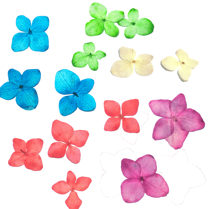 绣球花干花真花押花手工书签材料