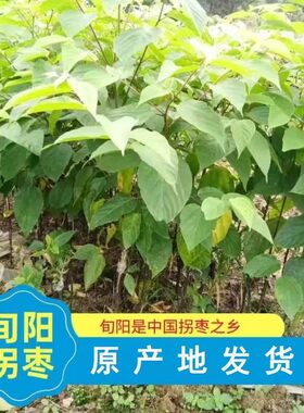 拐枣之乡正品拐枣树苗原生拐枣树苗地栽行道树室外园林绿化树苗