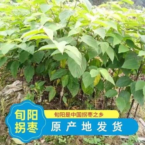 拐枣之乡正品拐枣树苗原生拐枣树苗地栽行道树室外园林绿化树苗