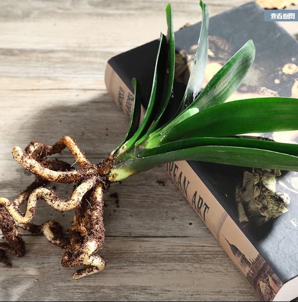 精品君子兰盆景圆头和尚短叶黄技师花脸兰花室内植物办公绿植