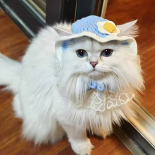 小猫帽子猫咪手工编织帽德文猫专用可爱搞怪拍照专用毛线帽变装帽