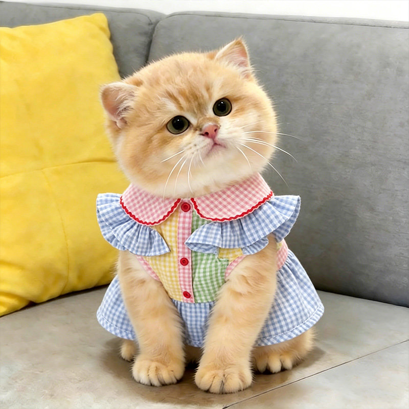 小猫衣服薄款幼猫夏天防掉毛猫咪两脚衣金渐层撞色衬衫透气高颜值图片