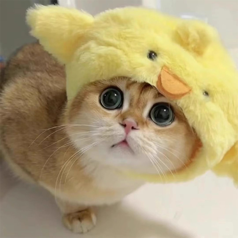 猫咪头套小鸡帽子宠物可爱拍照秋冬保暖毛绒搞笑变身装奶猫德文猫