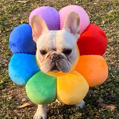 狗狗伊丽莎白圈软狗用套头绝育项圈小型犬宠物防舔法斗七彩太阳花