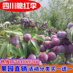 阿坝州汶川茂县晚熟脆红李 红脆李子苗 脱骨李子果树苗 当年结果