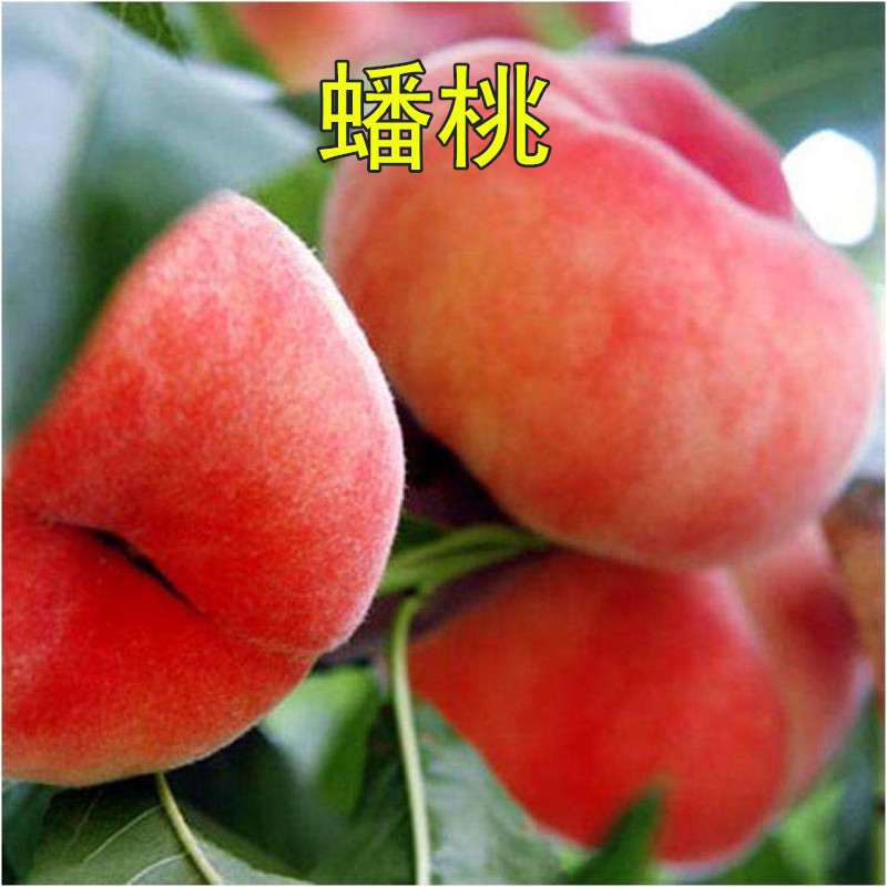 正宗奉化引进浙江蟠桃苗 蟠桃树苗 水蜜桃苗 桃树嫁接苗 蟠桃结果