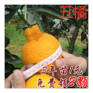 四川不知火果树苗 丑桔丑橘丑柑丑八怪 柑橘苗 杂桔苗嫁接果树苗