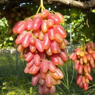 新品种红宝石马奶葡萄苗南北方种植盆栽爬藤提子葡萄树苗果树苗木