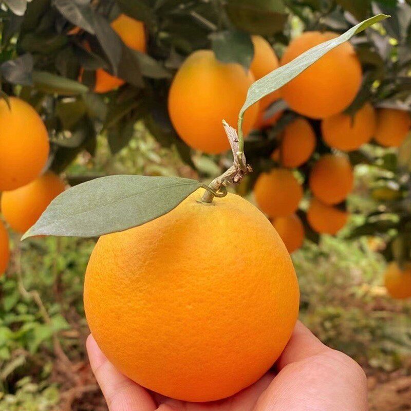 赣南脐橙苗纽荷尔脐橙苗嫁接橙子树苗南北方种植果树果苗当年结果