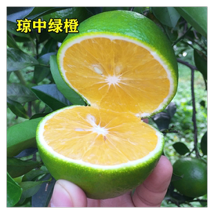 琼中绿橙苗南北方庭院地栽种植果树阳台盆栽嫁接当年结果橙子树苗