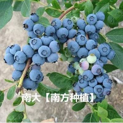 蓝莓苗树莓盆栽苗奥尼尔果树果苗果树苗种植苗南方水果树盆栽水果