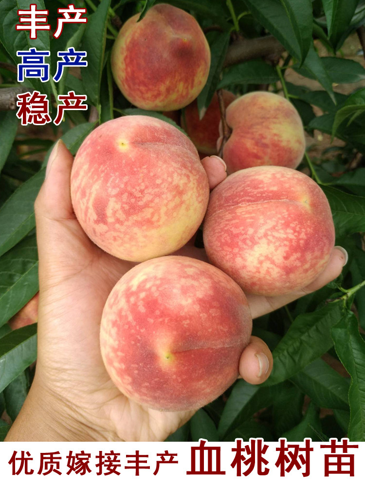 桃树苗嫁接中华血桃新品种特大春雨脆桃北南方种植当年结果果树苗