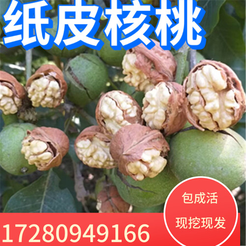 薄皮核桃苗核桃树苗嫁接苗南方北方种植当年结果苗庭院盆栽地栽