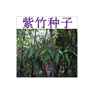 紫竹种子 楠竹 小叶 金镶玉竹种子竹子种子 毛竹树种子 紫色竹子