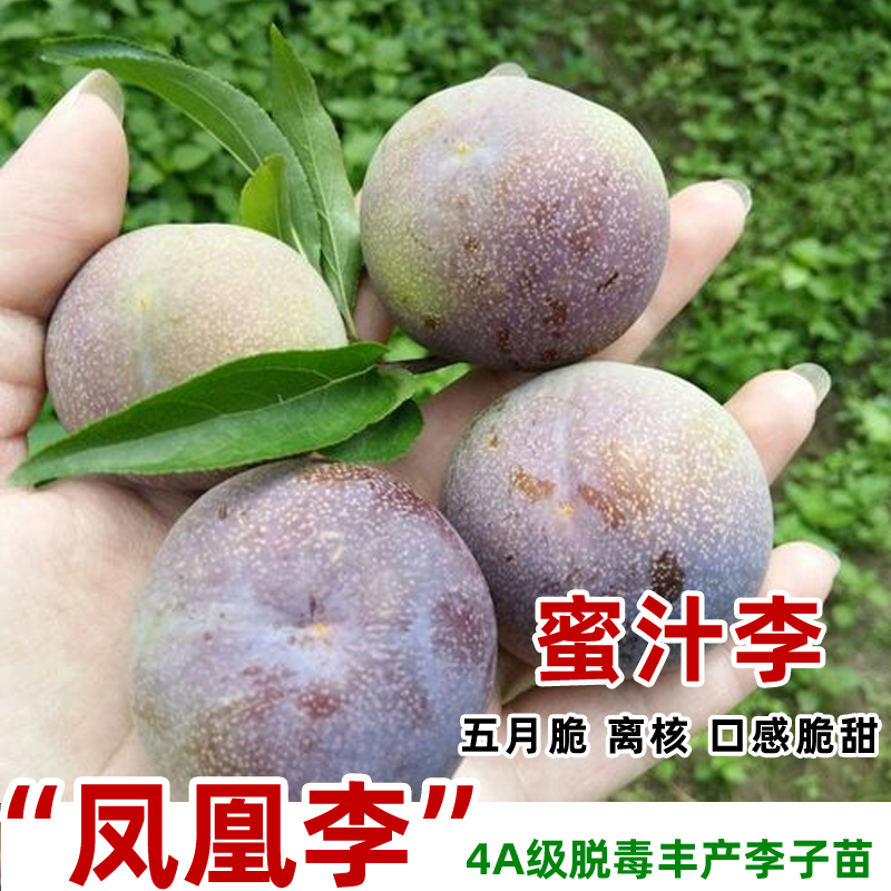 五月脆脱骨李子树苗嫁接脆甜早熟一点红凤凰李子果苗南方北方种植