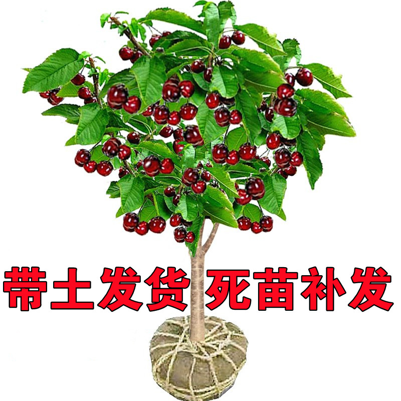 车厘子树苗大樱桃树苗盆栽地栽南方北方种植樱桃树苖带土樱桃苗树