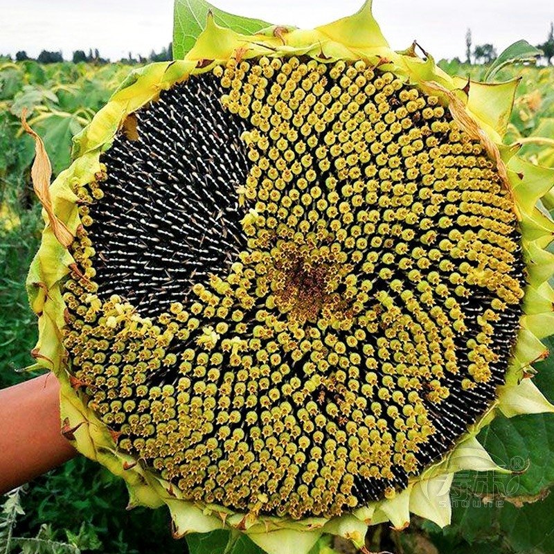 观赏孑花苗带根子籽种特大食用向日葵种子种籽矮葵花油葵盆栽