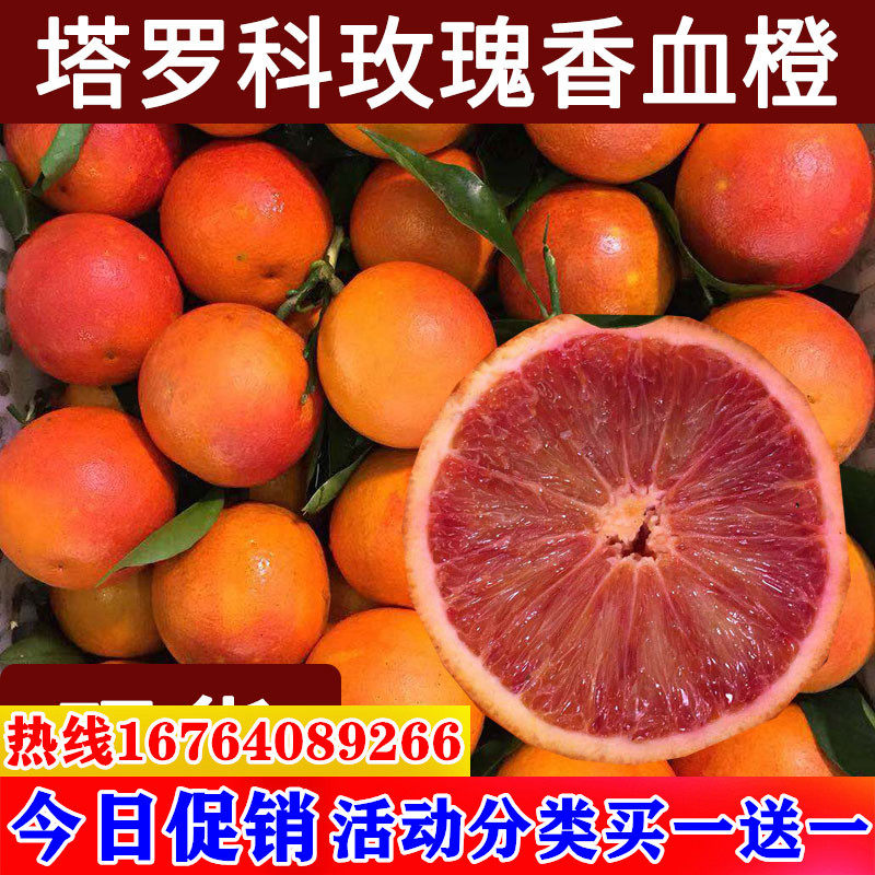 玫瑰血橙苗 玫瑰香橙树苗 橙子苗 万州玫瑰香橙盆栽地栽当年结果
