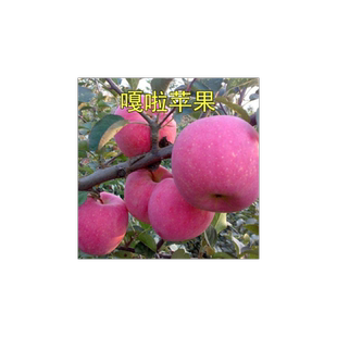 苹果树苗正宗新嘎拉苹果苗红嘎拉 皇家嘎啦苹果苗嫁接果树苗