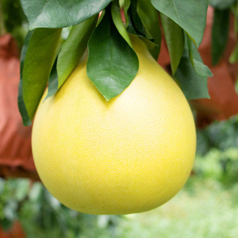 正宗马家柚树苗柚子树红心柚苗大南原种嫁接果苗广丰基地直销