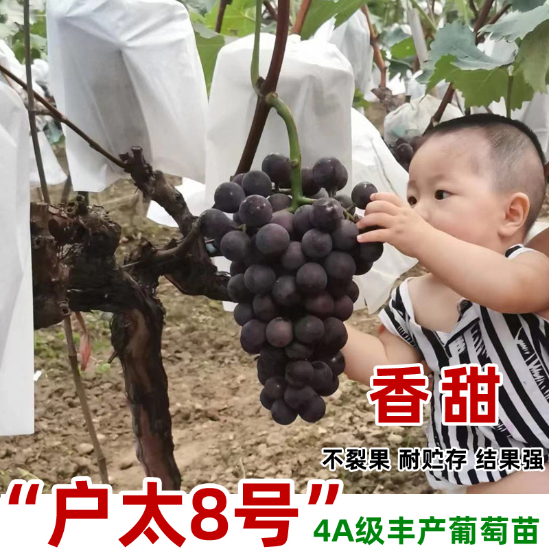 户太8号葡萄树苖南北方庭院种植爬藤沪太八号葡萄苗盆栽地栽果树