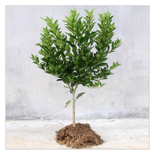 早熟无核涌泉蜜橘苗 黄岩蜜桔苗 嫁接无籽柑橘果树苗宫川蜜桔子苗