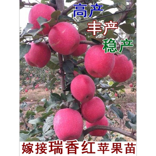 嫁接瑞香红苹果树苗矮化大苹果苗晚熟脆甜北南方种植当年结果果苗