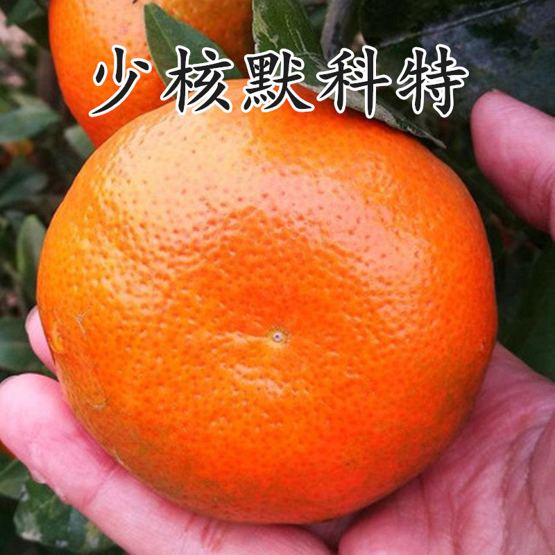 少核默科特苗 橘橙树苗嫁接柑桔苗 w默科特柑橘 桔子树苗当年结果