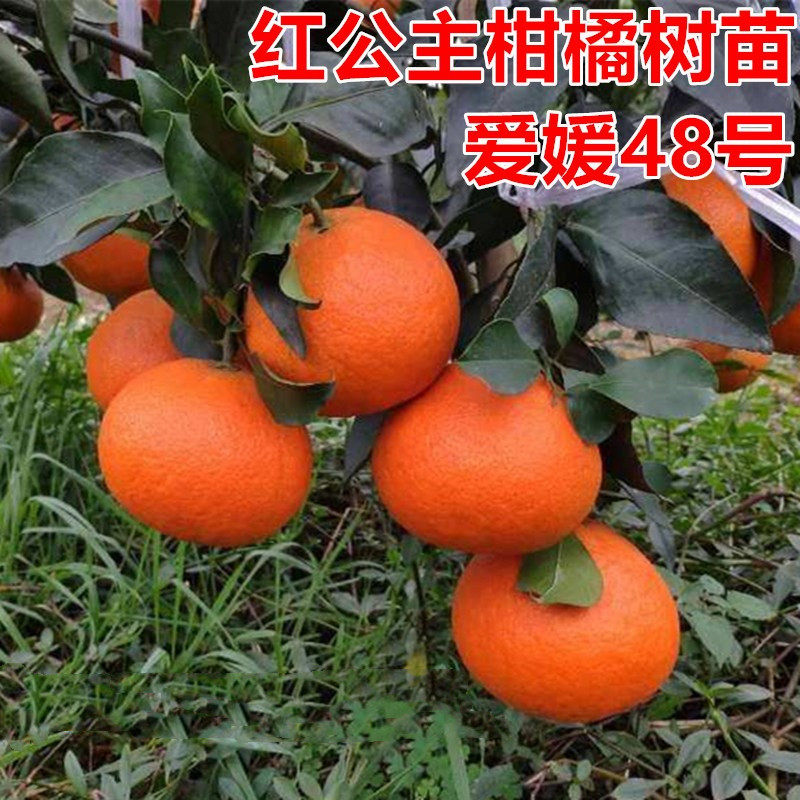 红公主柑橘树苗盆栽爱媛48号柑桔果树苗红美人与甘平杂交品种常绿
