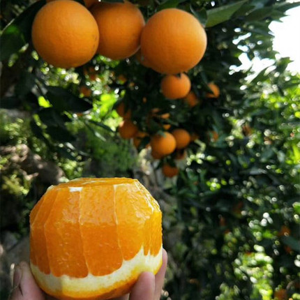 蜜奈夏橙果树苗当年结果盆栽地栽庭院种植苗南北方种植室内外种植