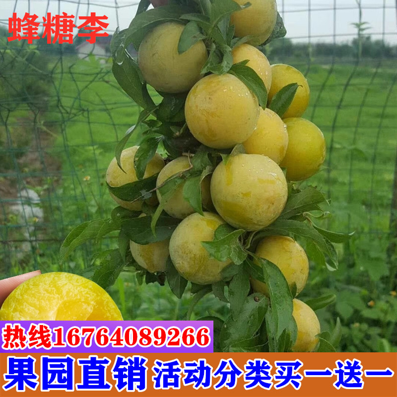 脱骨李子苗空心李嫁接蜂糖李冰糖李子果树苗晚熟汶川清脆李苗