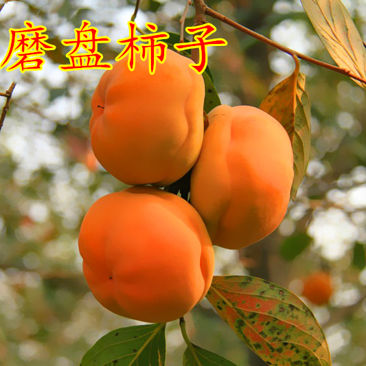 磨盘柿树苗 嫁接柿子苗 房山磨盘甜柿果树当年结果盆栽地栽树苗
