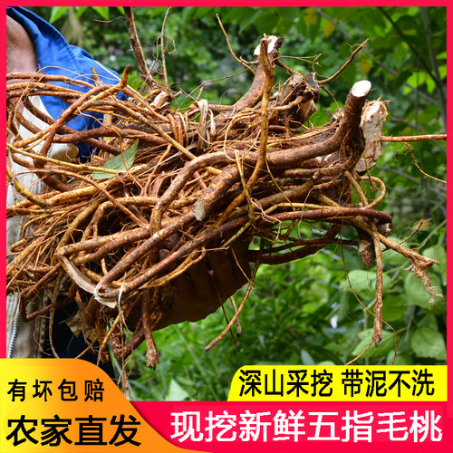新鲜现挖五指毛桃五爪龙无硫煲汤