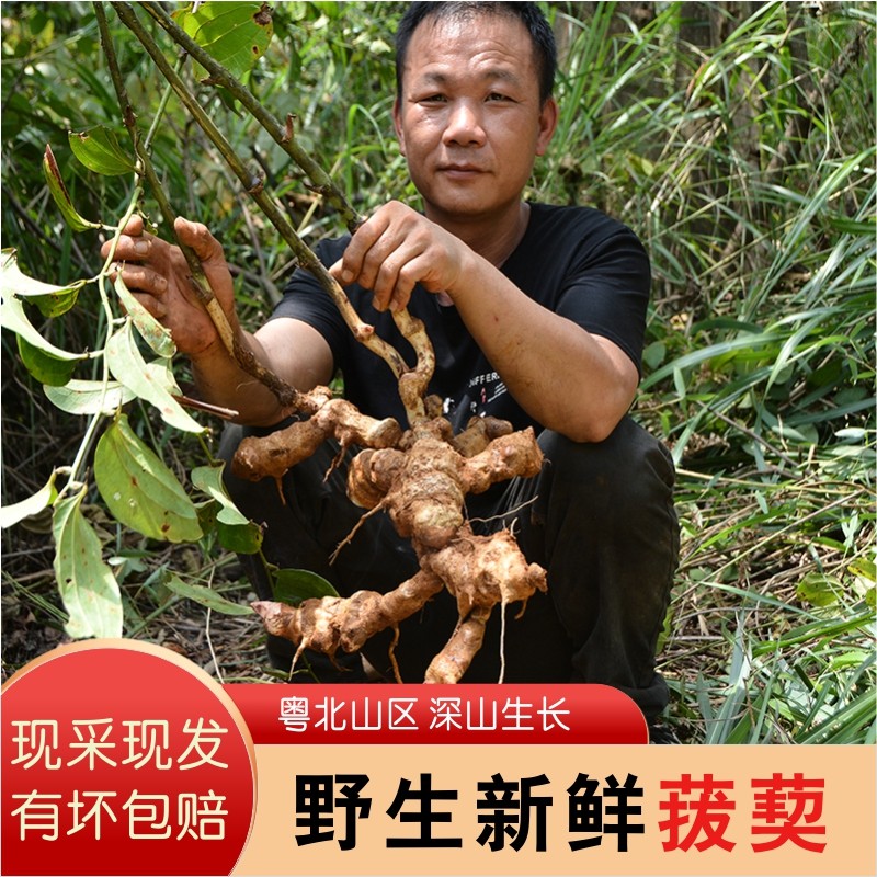 粤北山区菝葜根干货新鲜采挖金刚藤铁菱角金刚根金刚刺根菝葜干片