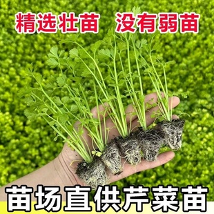 寿光现发芹菜苗西芹苗小香芹苗芹菜苗四季 种植盆栽庭院阳台蔬菜苗