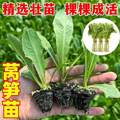 【寿光直发】高产抗病莴苣秧苗带土秧苗青皮莴笋红皮莴笋苗蔬菜苗