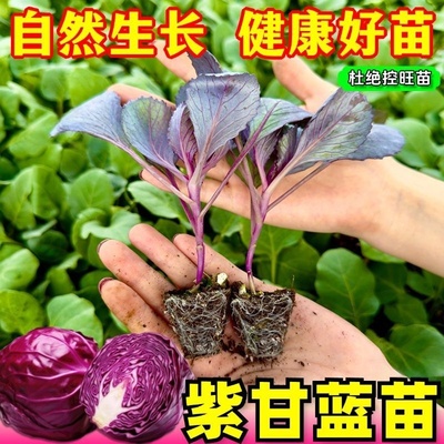 【寿光直发】紫甘蓝苗秧苗四季结球包心紫白菜苗带土球菜园蔬菜苗