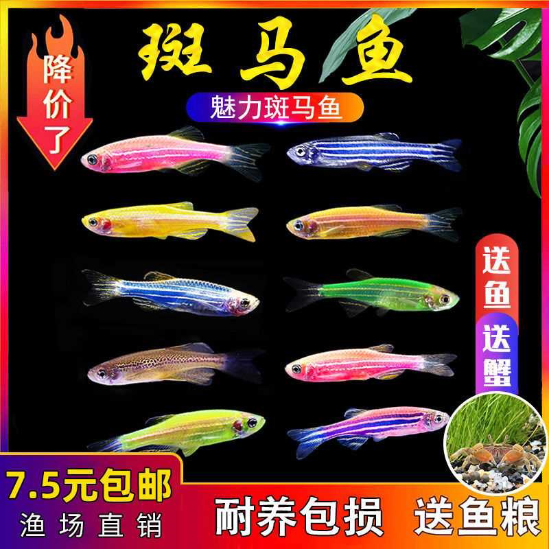 小型热带鱼观赏鱼灯科鱼鱼群游鱼活体鱼红斑马鱼蓝斑马冷水鱼活体
